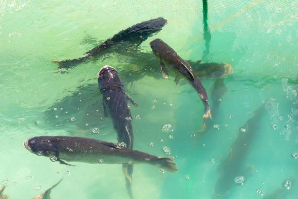 istock Carps swims in a pool on a fish farm 2205474467