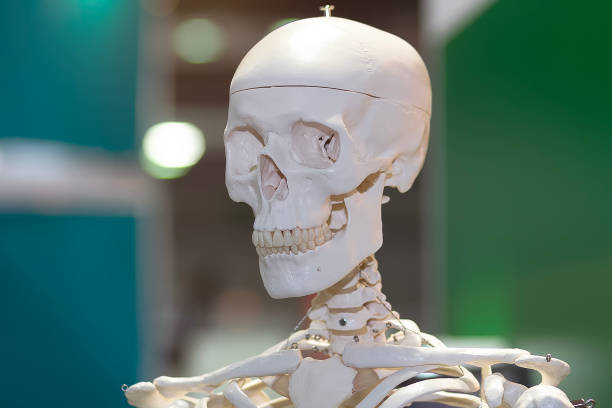 istock Skull human skeleton for medical education and training 2205474540
