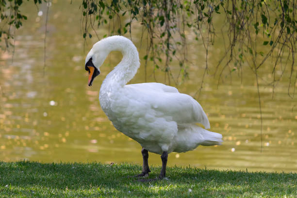 istock White swan on the shore of the pond 2205474555