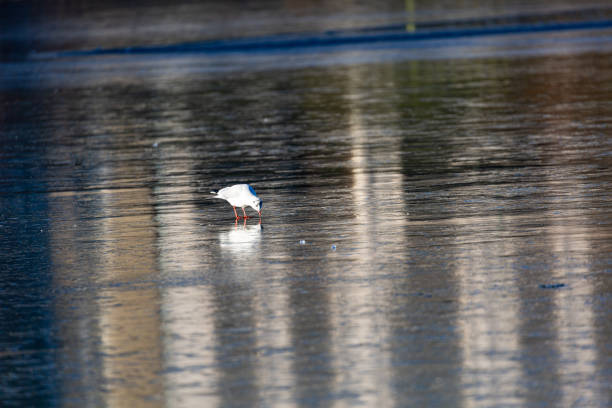 Seagull stay on frozen lake
