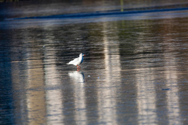 Seagull stay on frozen lake