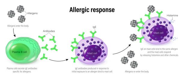 Allergic response. Allergic reaction. Mechanism of allergy. The human immune system. Allergic response. Allergic reaction. Mechanism of allergy. The human immune system. phagocytosis diagram stock illustrations