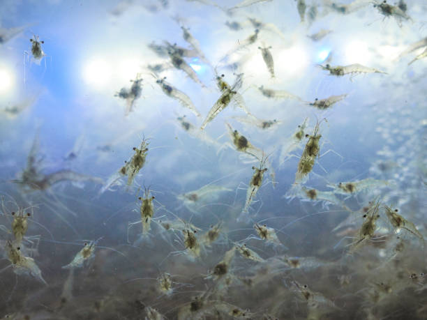 istock Abstract shrimp in the water for sale 2205476358