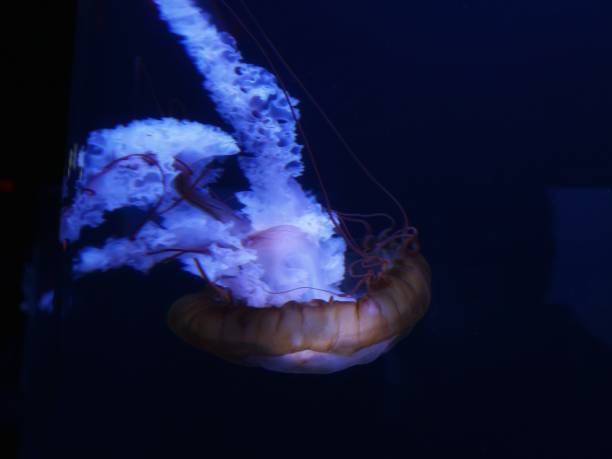 istock Elegant Jellyfish Floating in the Aquarium 2205476786