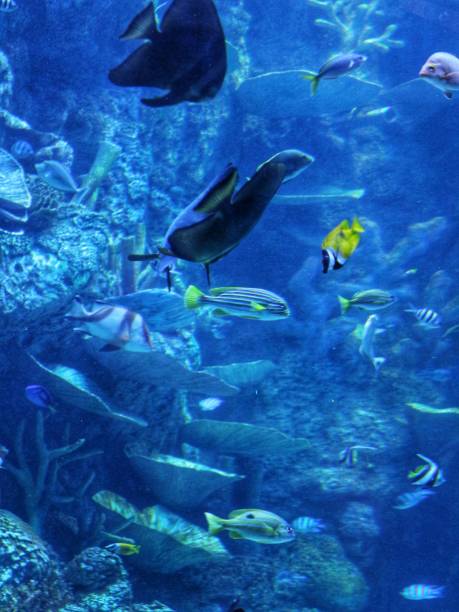 istock beautiful fish are swimming in a large aquarium 2205476832