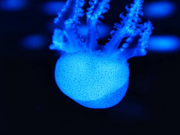 An Aquatic Zoo is a type of zoo that primarily features aquatic animals, including fish, marine mammals, amphibians, and other water-dwelling creatures. It is similar to an aquarium but often includes a wider variety of species and interactive experiences for visitors