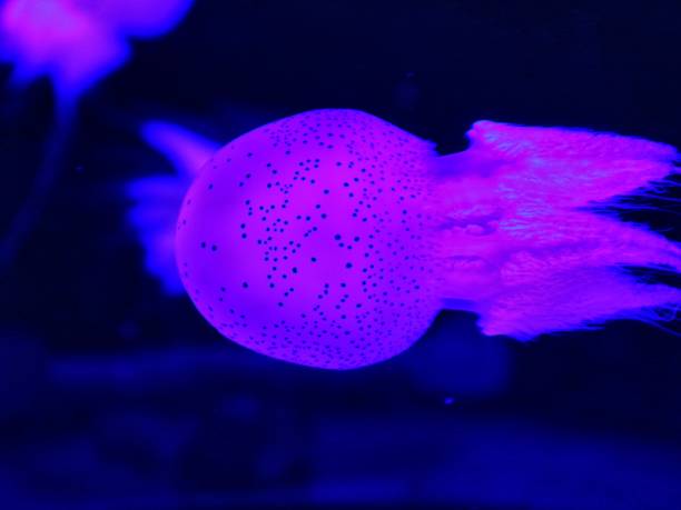 istock Elegant Jellyfish Floating in the Aquarium 2205476988