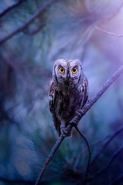 A wonderful wildlife photo, edited in an aesthetic and impressive way.