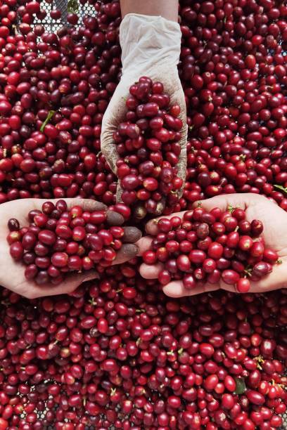 istock close up of fresh coffee beans 2205478821