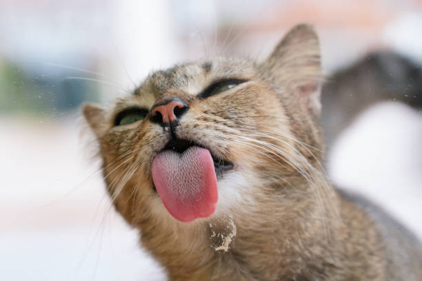 Pet photo wallpaper. Animal portrait. Healthy food for cats concept. Packaging concpet.