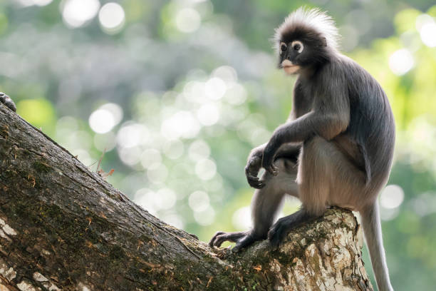 istock Dusky leaf monkey (Trachypithecus obscurus) sitting on tree branch and looking side against a green background. 2205478929