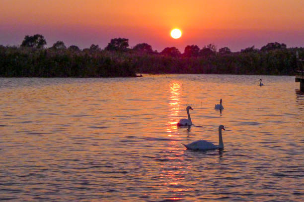 istock swan and sunset on a lake 2205479404