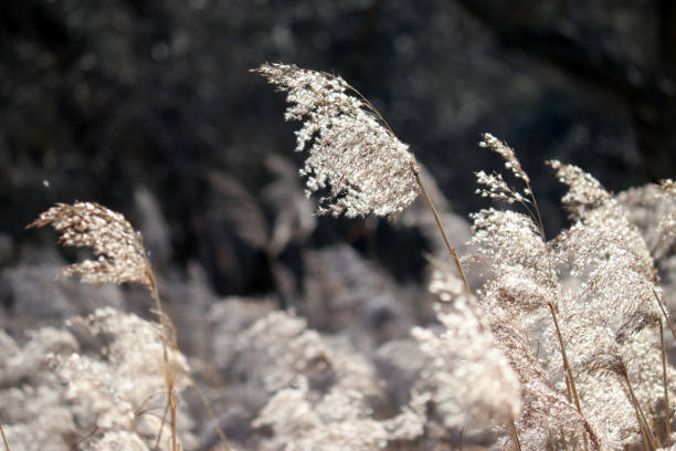 istock Dry reed (Phragmites australis) illuminated by the sun in the wild in early spring 2205481116