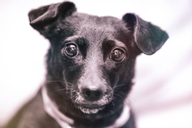 Close-up portrait of a black dog with a curious expression, showcasing its shiny coat and bright eyes against a soft background.