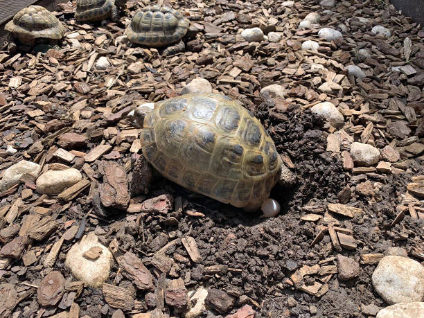 istock Greek tortoise (Testudo hermanni) laying eggs 2205483303
