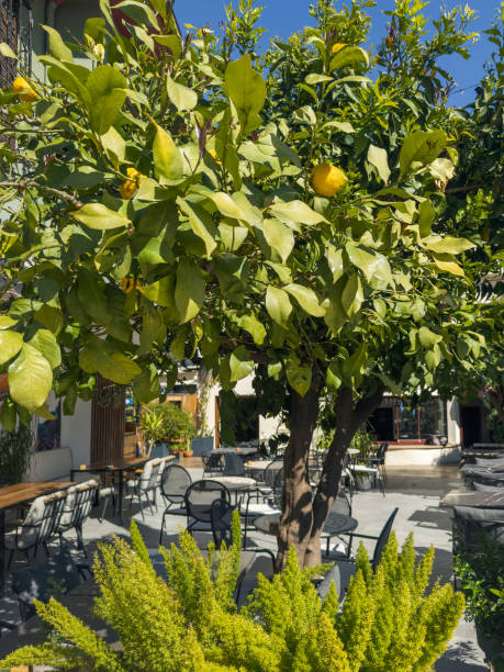 istock Citrus trees, courtyard of a Mediterranean cafe 2205484229