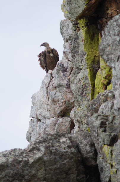 istock Griffon vulture Gyps fulvus. 2205484570
