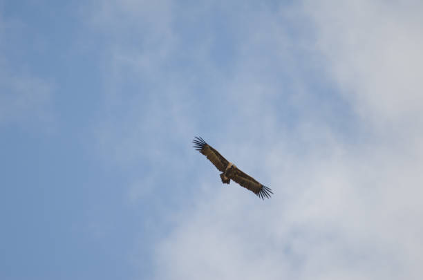 istock Cinereous vulture Aegypius monachus gliding. 2205484740