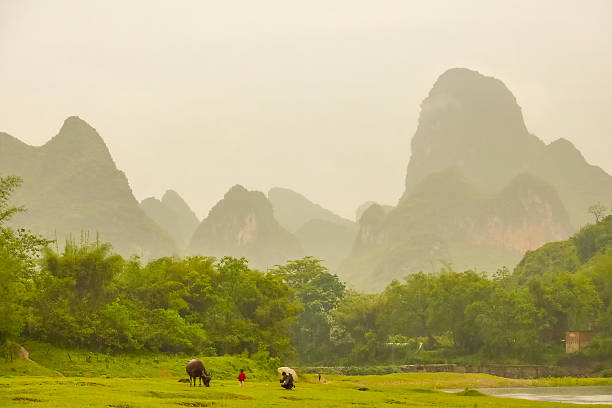 istock Chinese rice plantation in Guilin, China 2205484829
