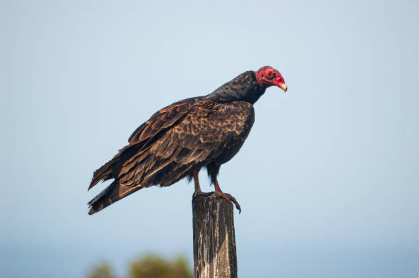 istock Buzzard at Fort Ross State Historic Park 2205485346