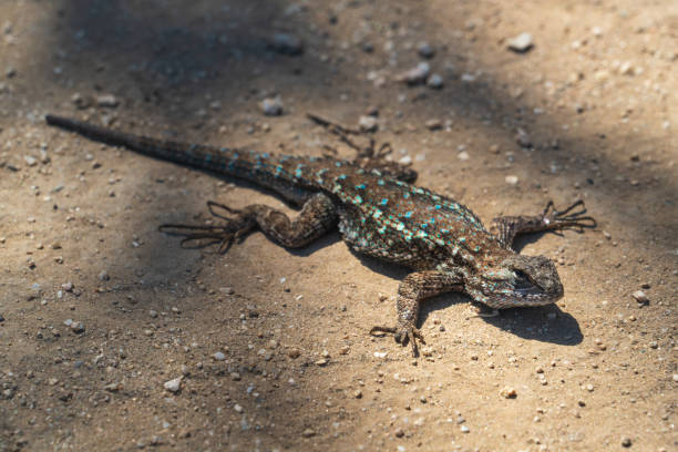 istock Lizard Soaking up Sunrays at Garland Ranch Regional Park 2205487145