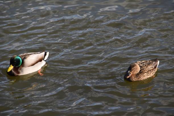 istock Living And Swimming Together 2205487698