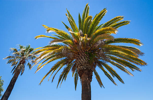 istock Palm Trees at John Muir National Historic Site 2205488886