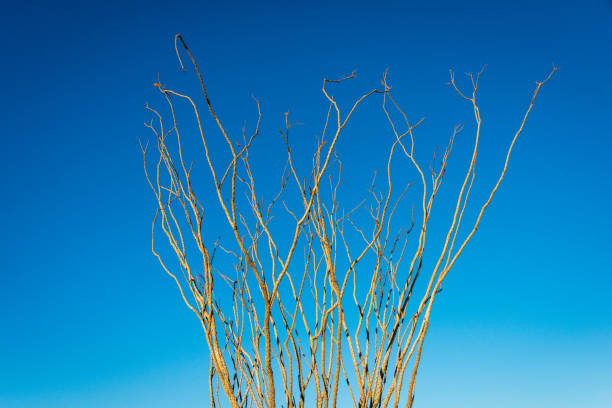Joshua Tree National Park, California