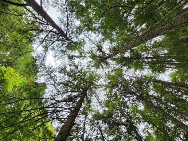 istock Upward view of a lush forest canopy. 2205489432