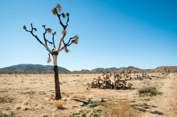 istock Joshua Tree Cactus at Joshua Tree National Park 2205489714