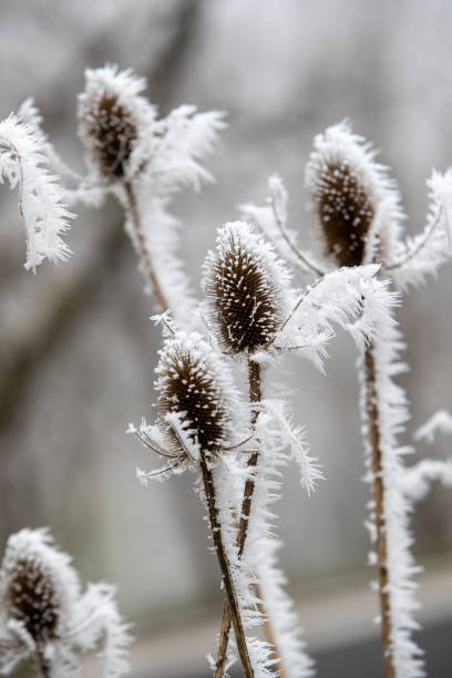 istock Dipsacus (thistle) covered with frost and snow on a gray background, on a snowy winter's day. 2205490412