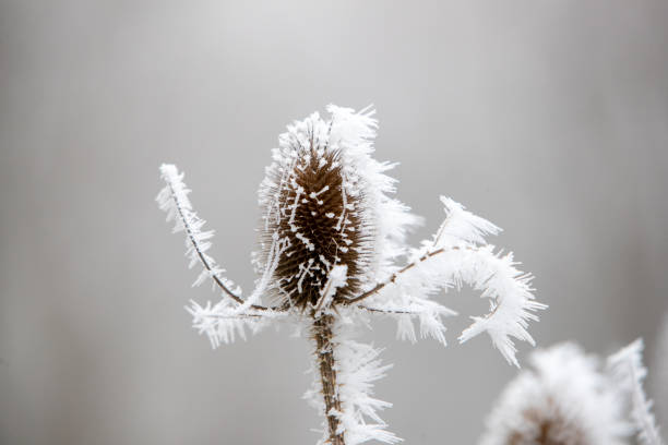 istock Dipsacus (thistle) covered with frost and snow on a gray background, on a snowy winter's day. 2205490415
