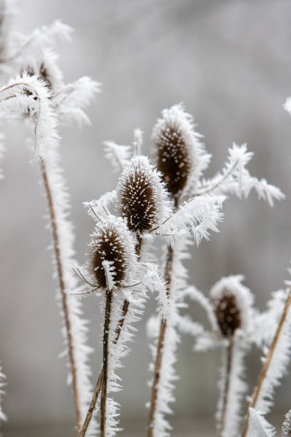 istock Dipsacus (thistle) covered with frost and snow on a gray background, on a snowy winter's day. 2205490428