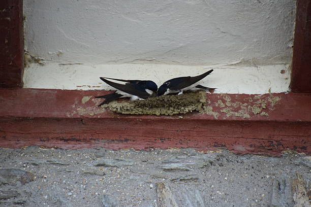 A nest of baby birds with open mouths under a concrete ledge, with an adult bird flying nearby.