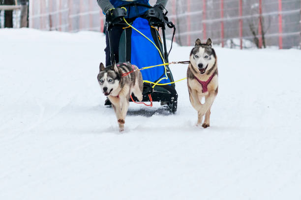 sled dog race in winter on snow in Lenk / Switzerland 2012Find more great pics here: