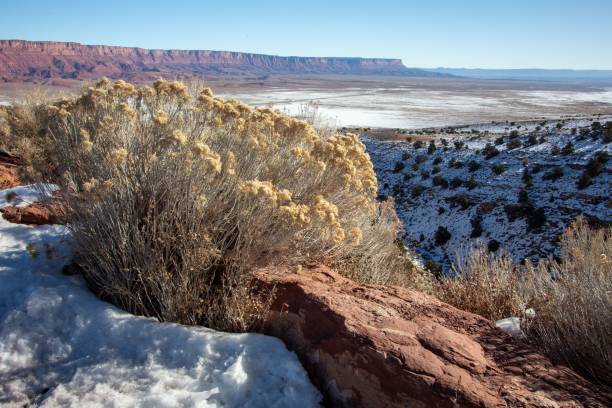 istock Desert landscape near Vermilion Cliffs, Arizona. 2205493558