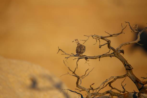 A lone bird perched on a dry branch against a blurred desert background, capturing a serene and natural moment in the wild.