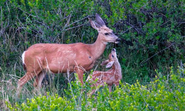 istock Doe and Fawn in a Green Meadow 2205493656