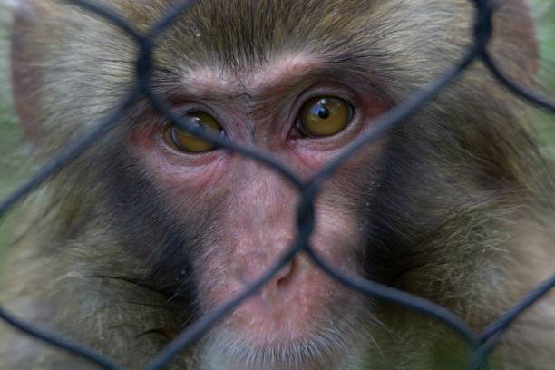 istock Close-up of a monkey's face 2205493680