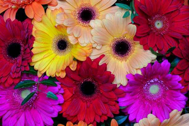 istock colorful blooming gerbera flowers top view 2205494623