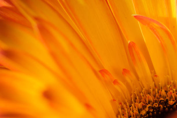 istock close up of blooming gerbera flower petals 2205494663