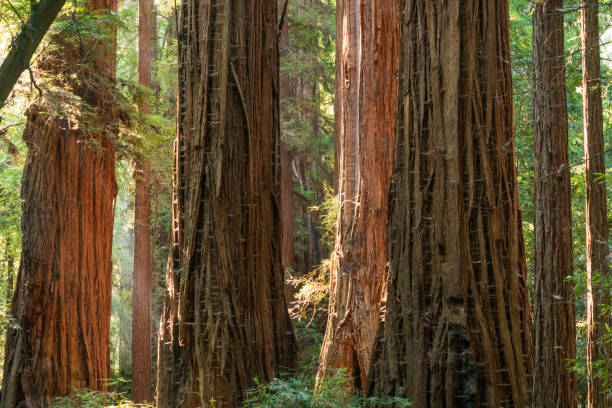 istock Light Through the Forest at Henry Cowell Redwoods State Park 2205494692
