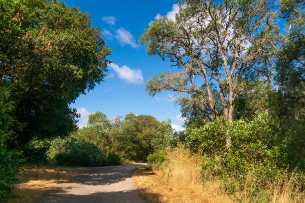 istock Army Built Road, Fort Ord National Monument 2205495186