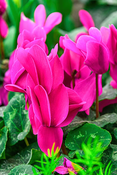 istock Purple Flowers Garden 2205495219