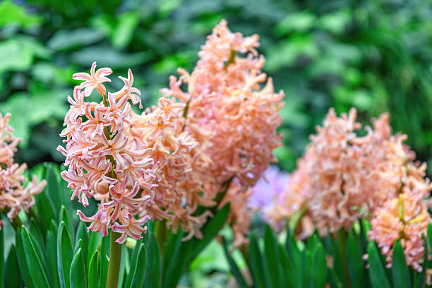 istock Hyacinth Flower Garden 2205495230