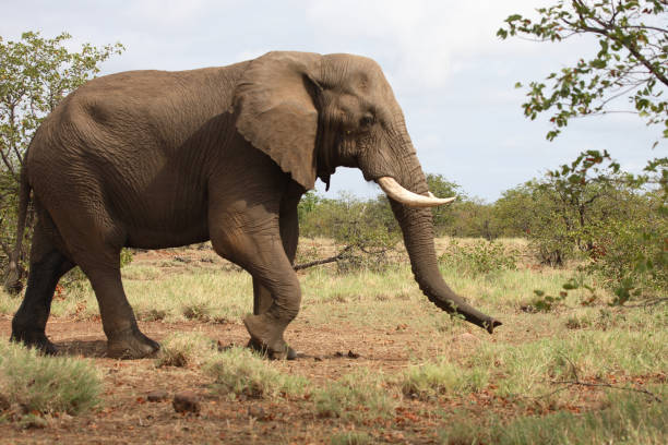 istock Afrikanischer Elefant / African elephant / Loxodonta africana 2205495309