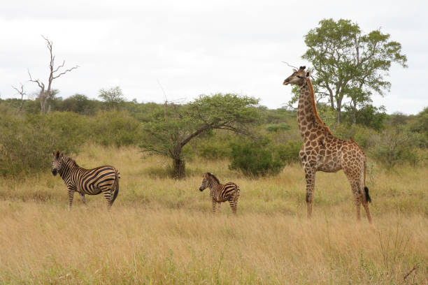 istock Giraffe und Steppenzebra / Giraffe and Burchell's zebra 2205495688