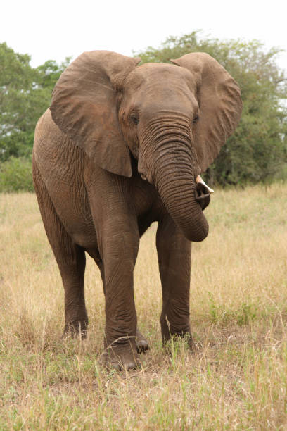istock Afrikanischer Elefant / African elephant 2205495955