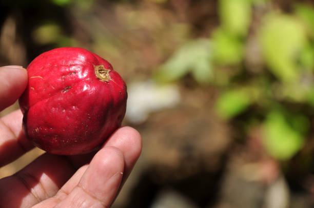 istock Phaleria macrocarpa fruit or mahkota dewa comes from Papua, Indonesia 2205496777