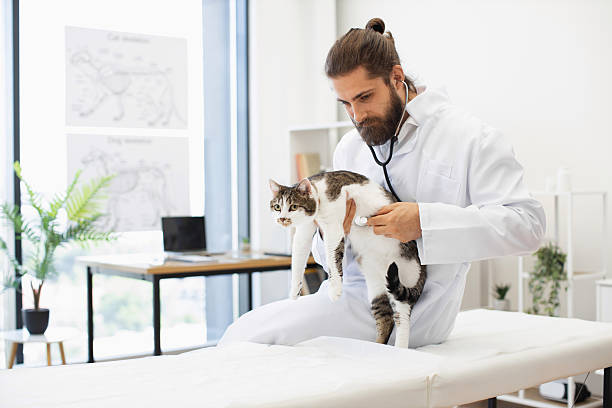 istock Veterinarian conducting examination of cat using stethoscope in clinic setting 2205496879